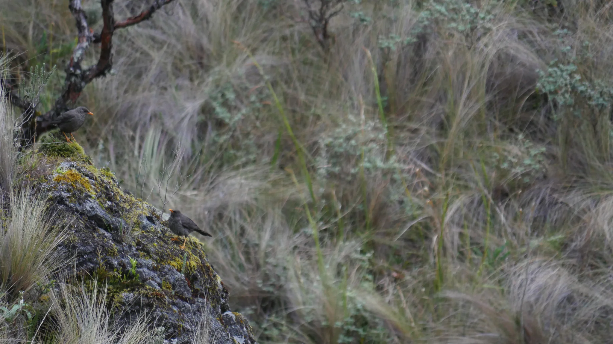 A bird among shrubs and lichen