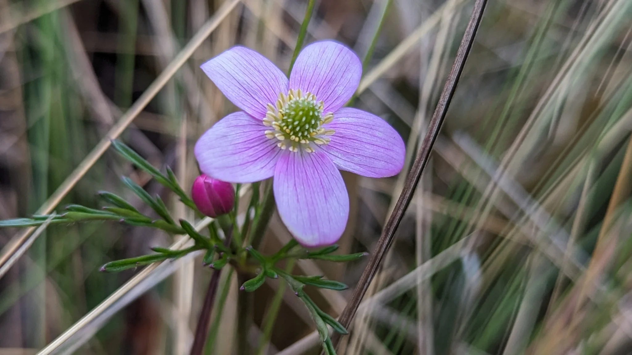Five purple petals among grasses