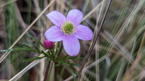 Five purple petals among grasses