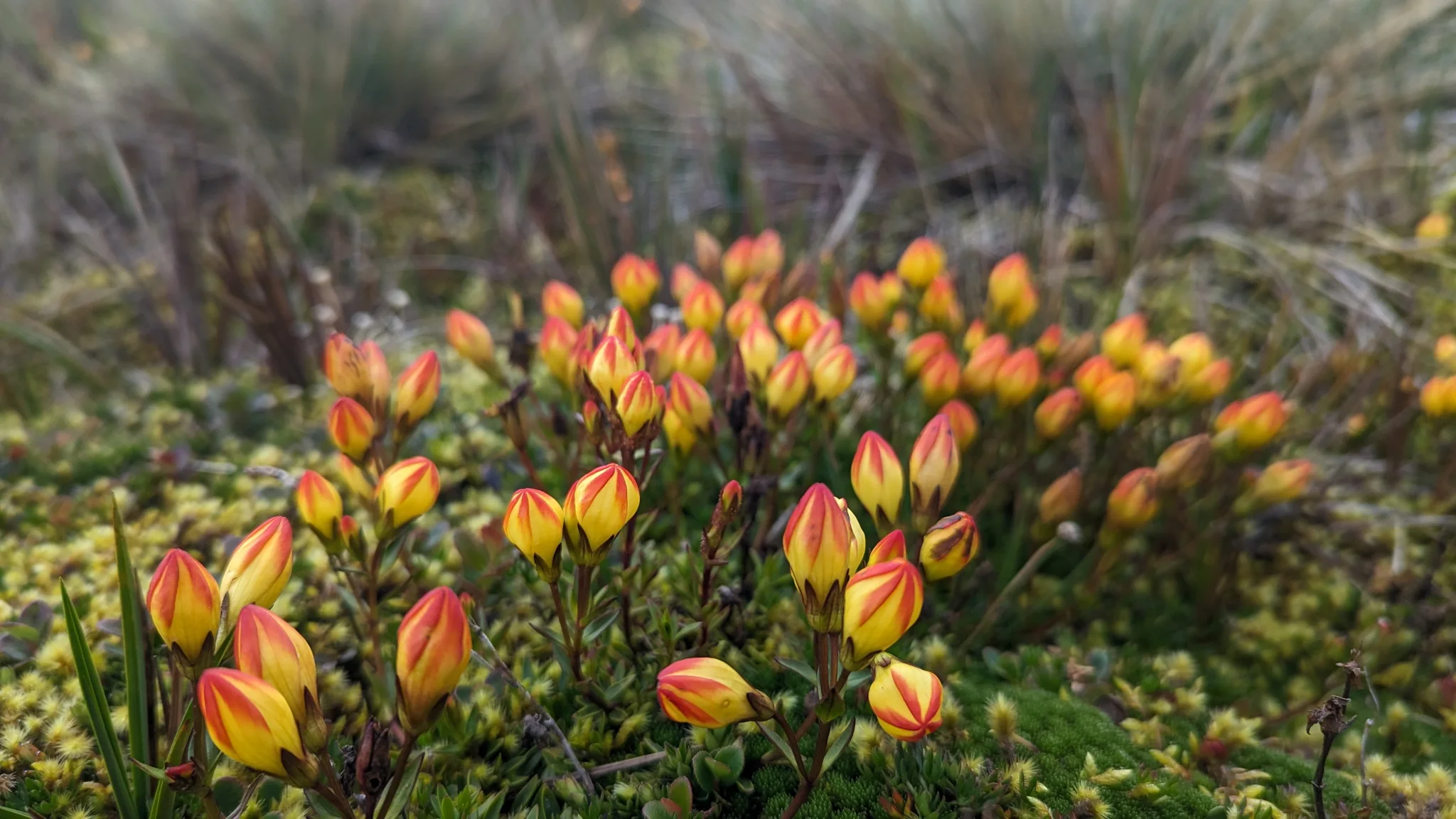 Orange flowers across the páramo