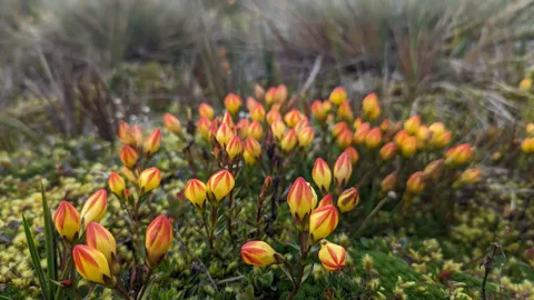 Orange flowers across the páramo
