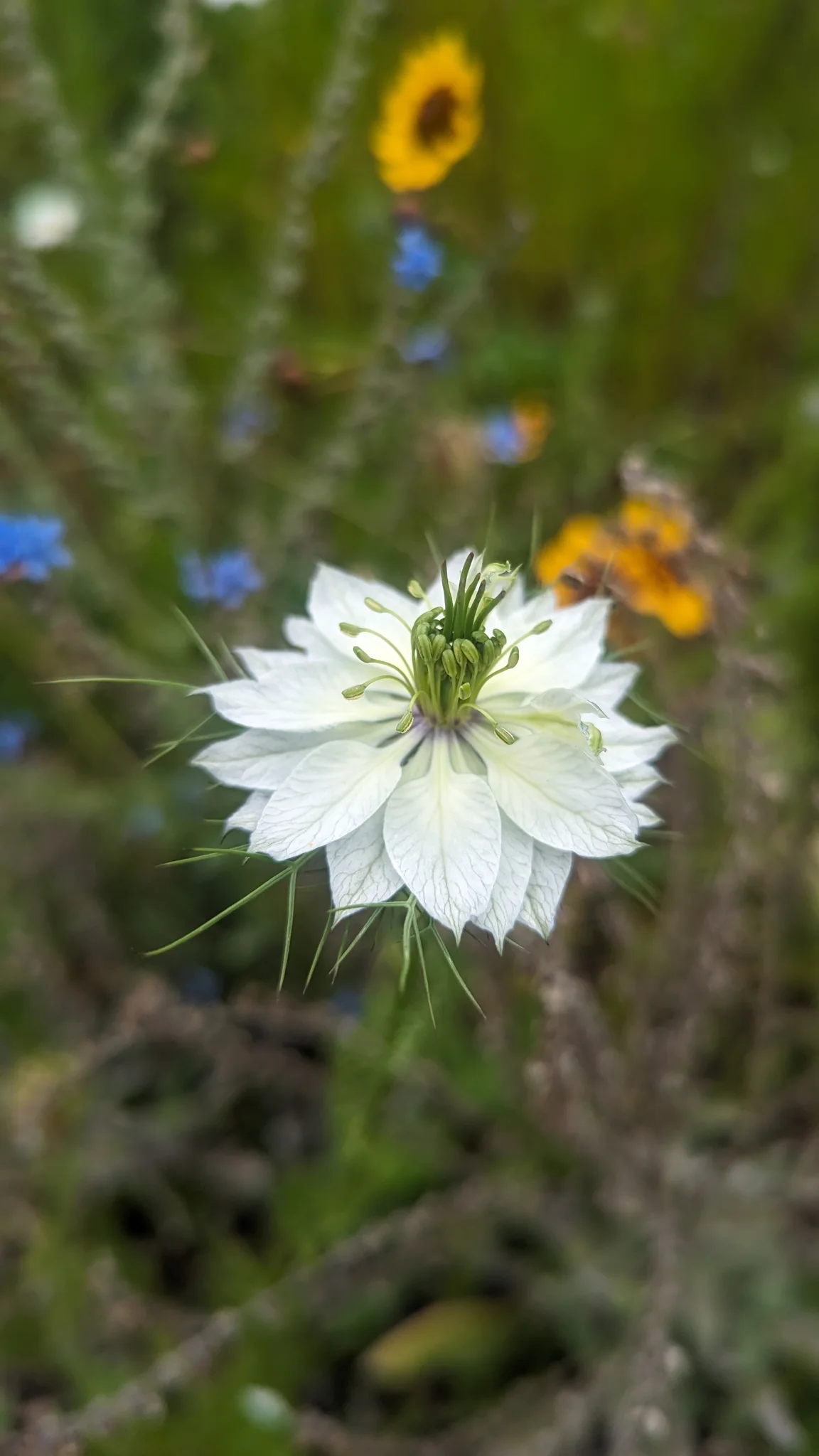 White flower with a green centre. Finer identification remains unconfirmed.