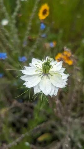 White flower with a green centre. Finer identification remains unconfirmed.