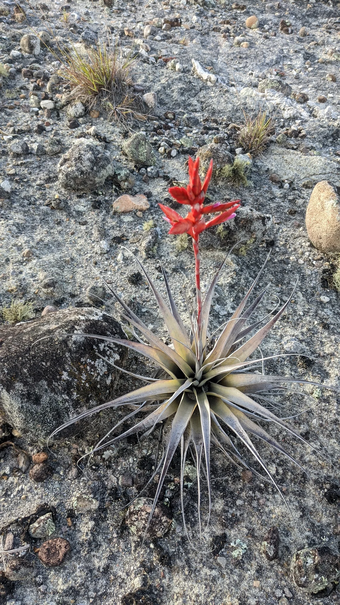 A Tillandsia bromeliad grows on rock, with silvery strap-shaped leaves and a branched red inflorescence.