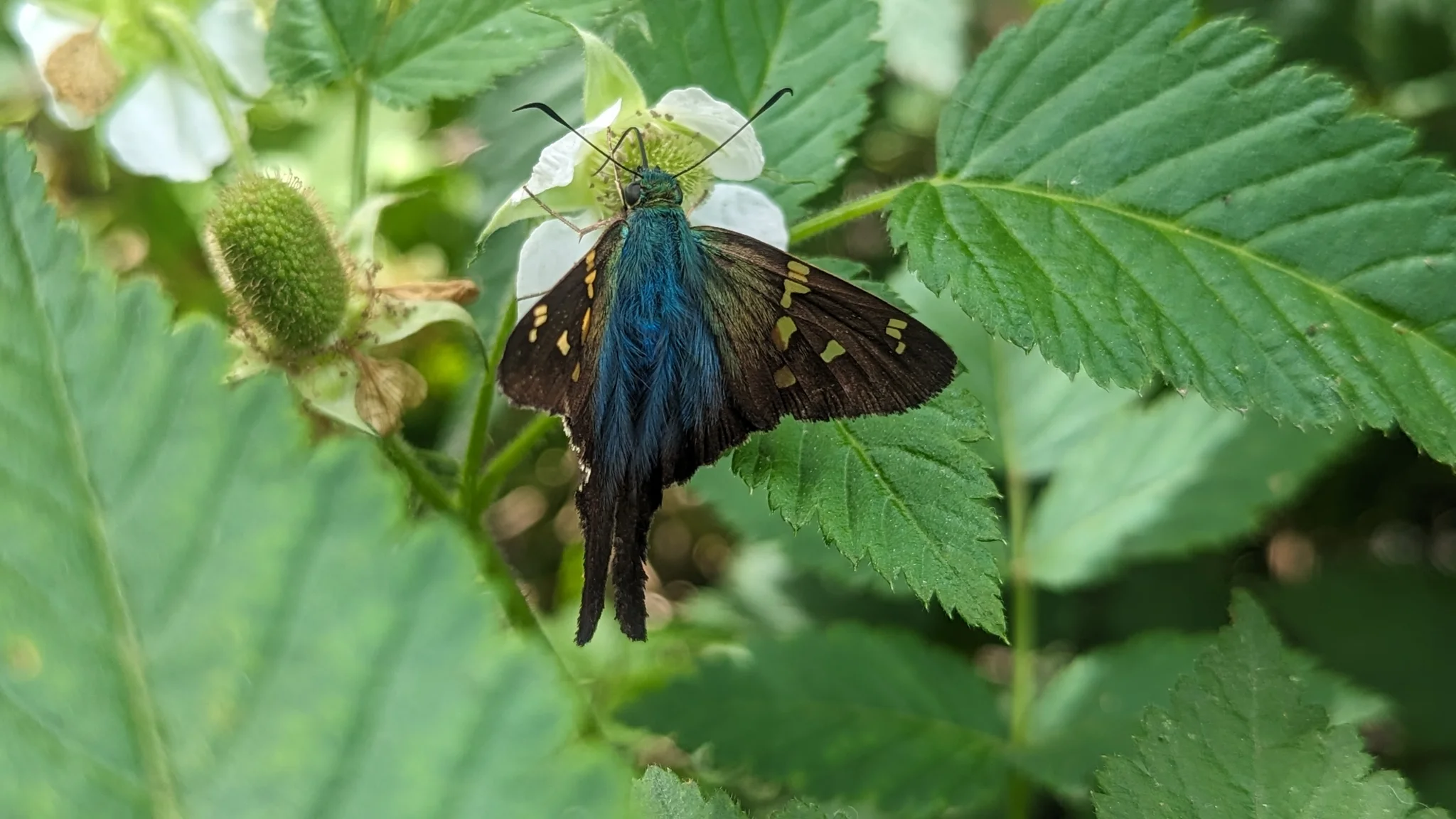 Butterfly on green leaves. Finer identification remains unconfirmed.