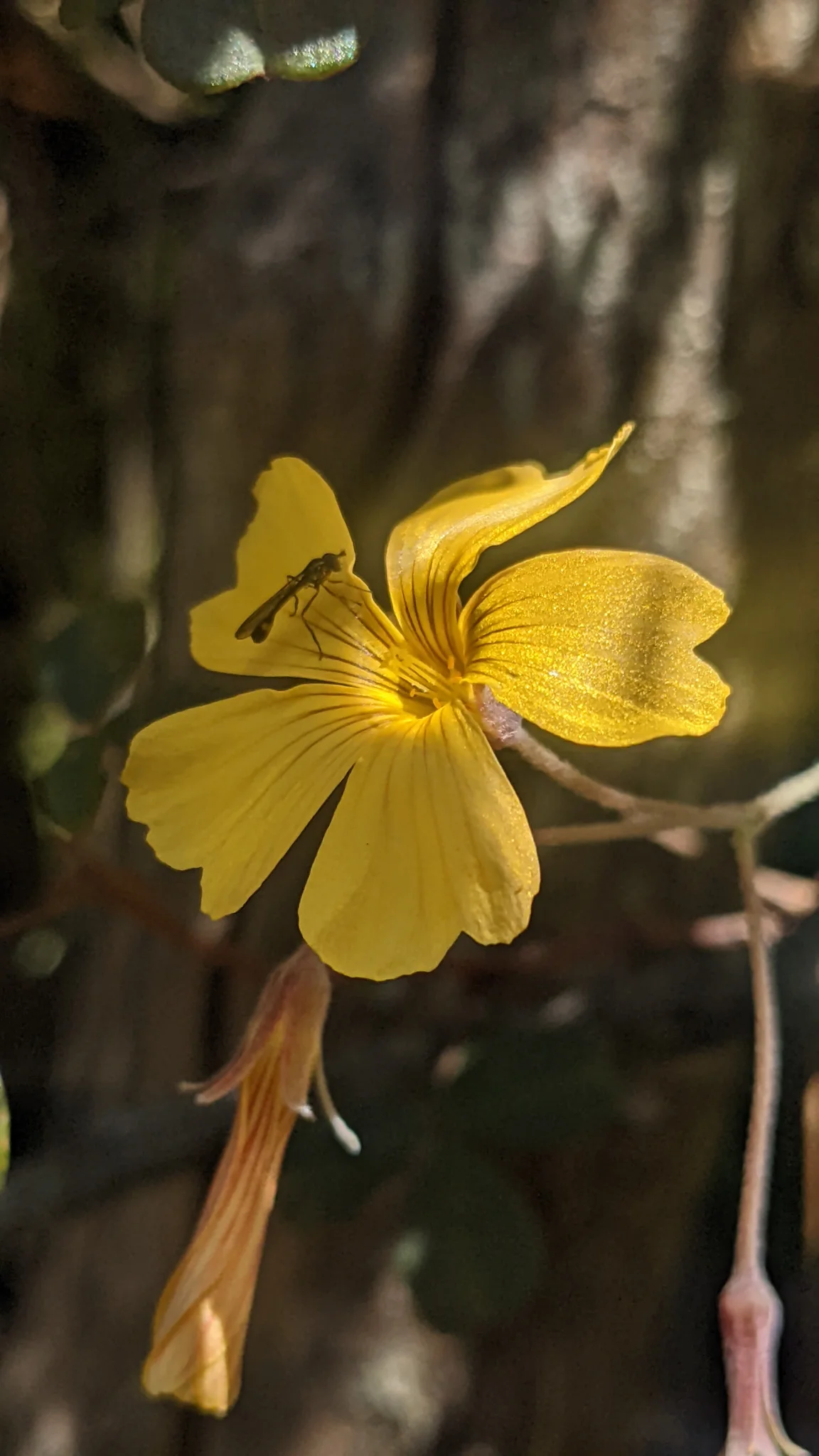 An Oxalis flower has five notched yellow petals with dark basal veins, opening on a slender stalk in shaded vegetation.