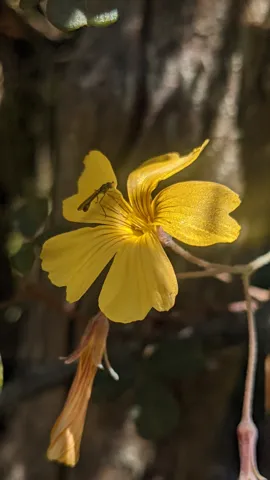 An Oxalis flower has five notched yellow petals with dark basal veins, opening on a slender stalk in shaded vegetation.