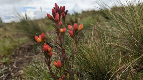 Red and yellow Gentianella buds. The species remains unconfirmed from the visible features.