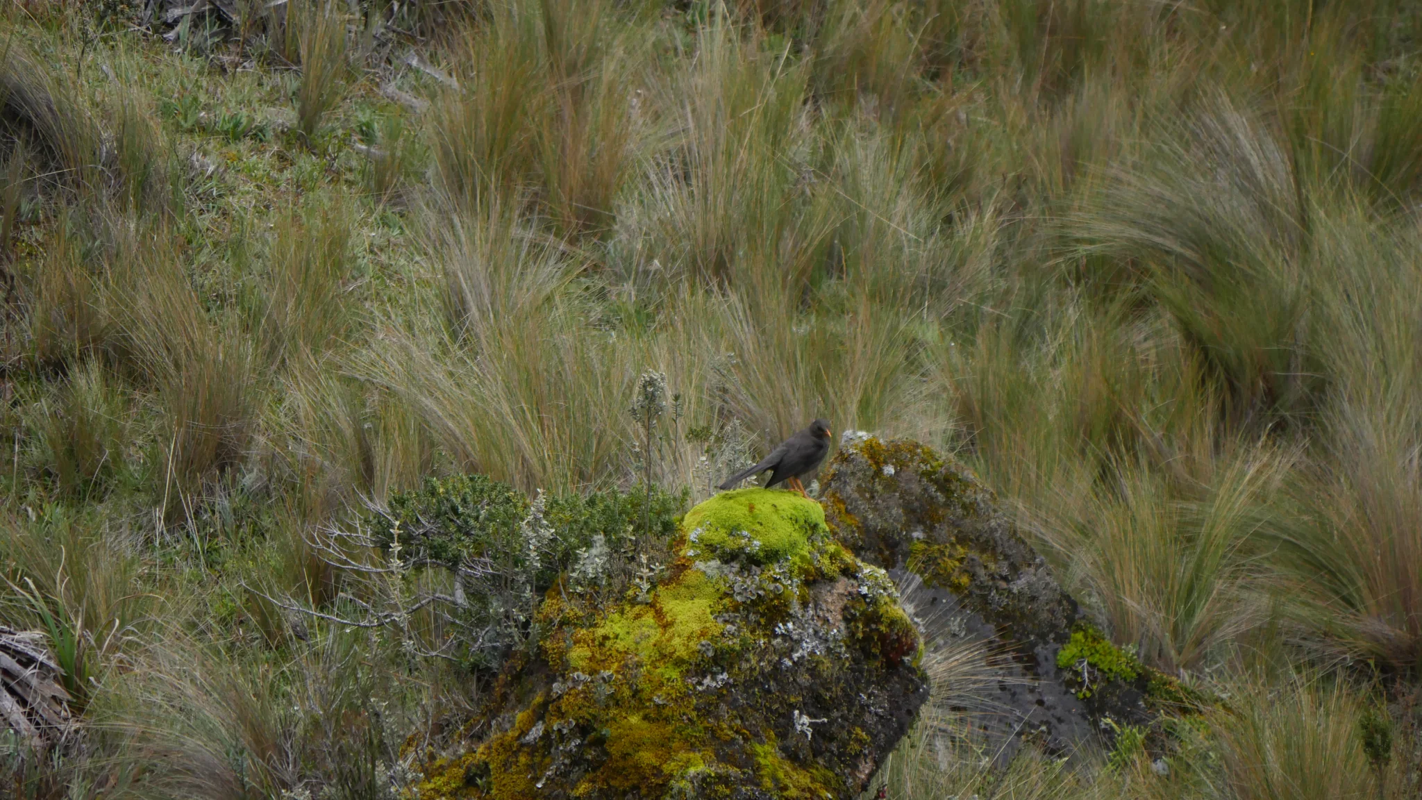 A small bird above a mossy rock