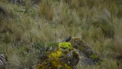A small bird above a mossy rock