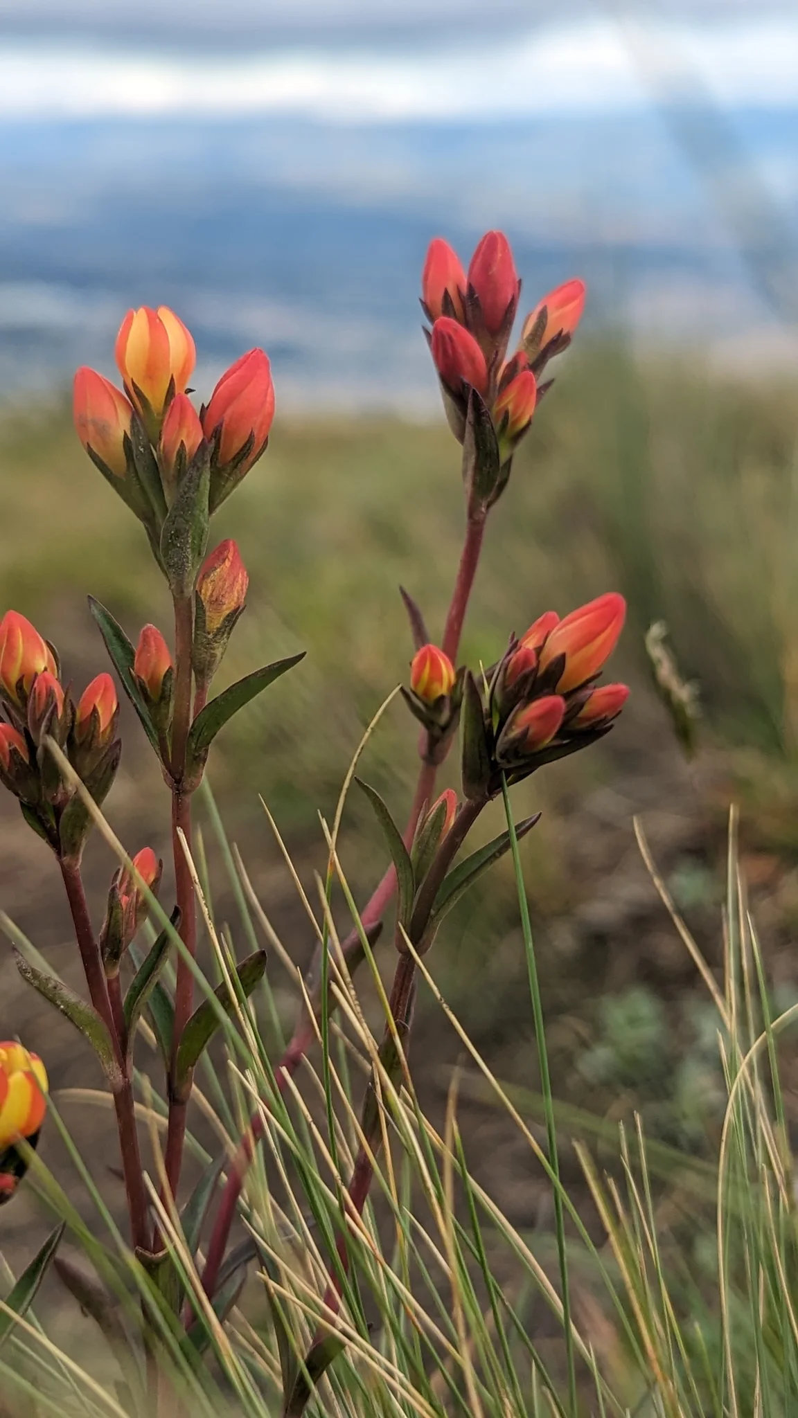 Orange flowers against the mountain sky