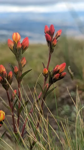 Orange flowers against the mountain sky