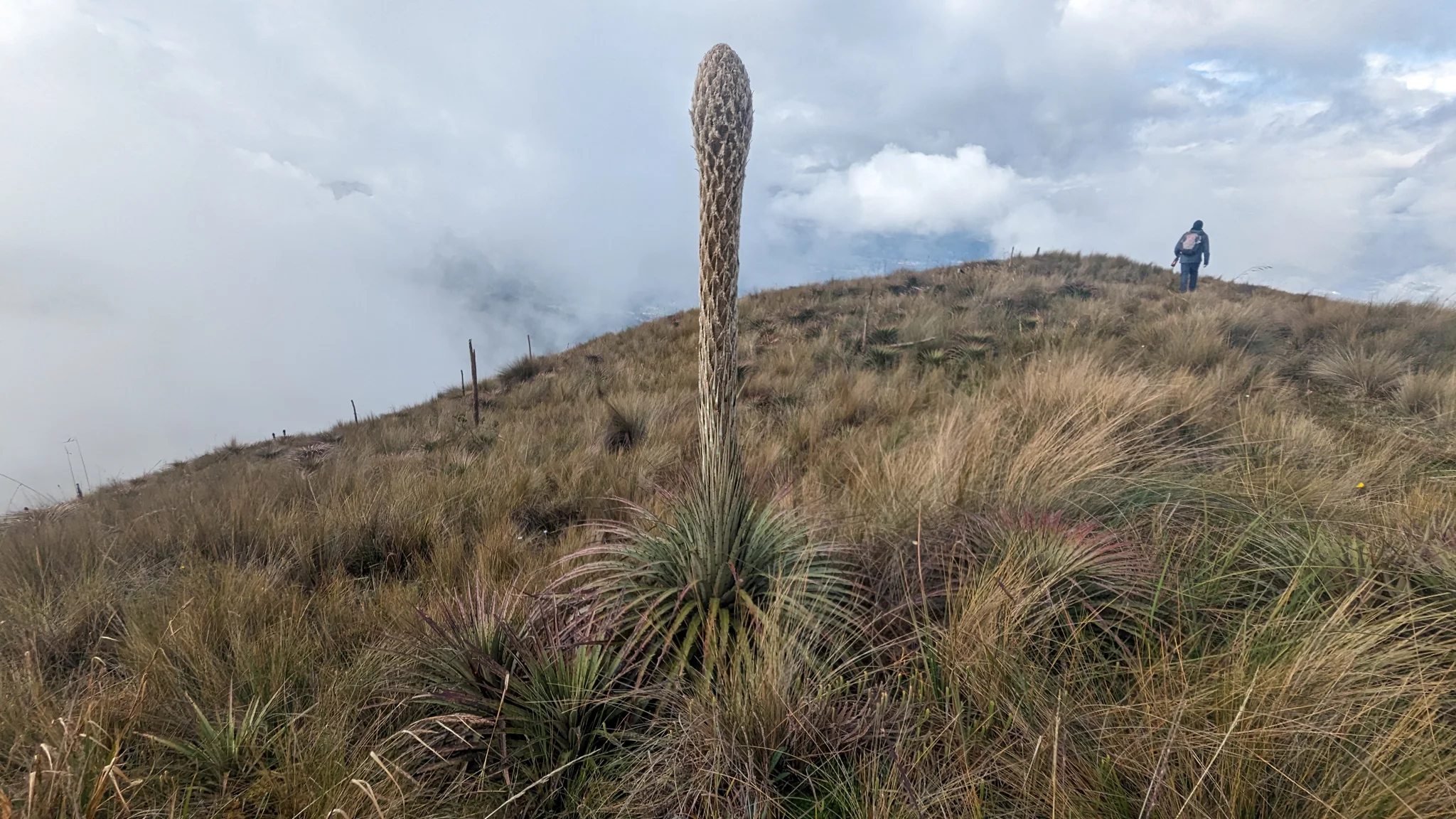 Large rosette and tall flower stalk on a grassy ridge. The species remains unconfirmed from the visible features.