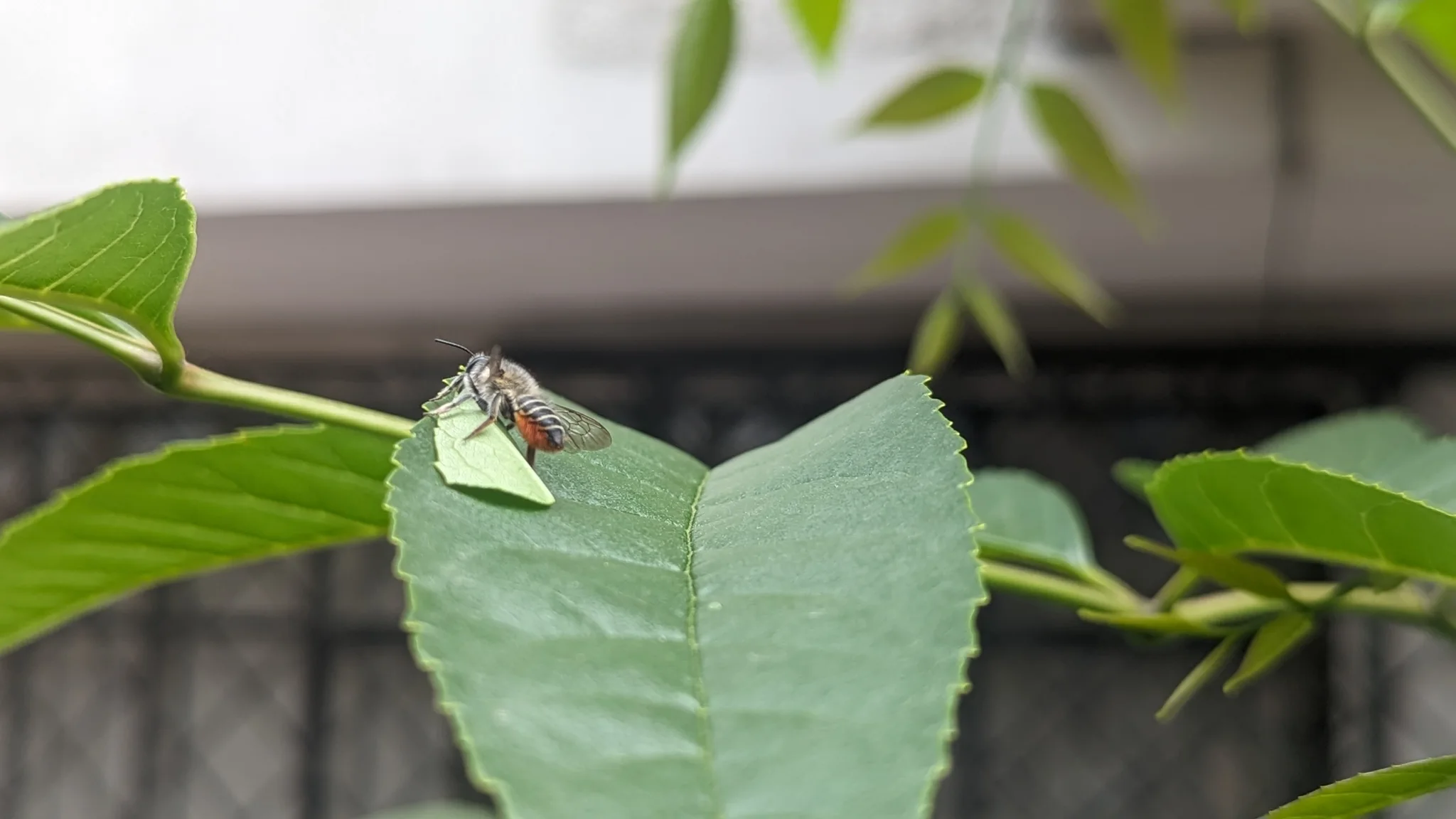 Pale butterfly or moth on a green leaf. Finer identification remains unconfirmed.