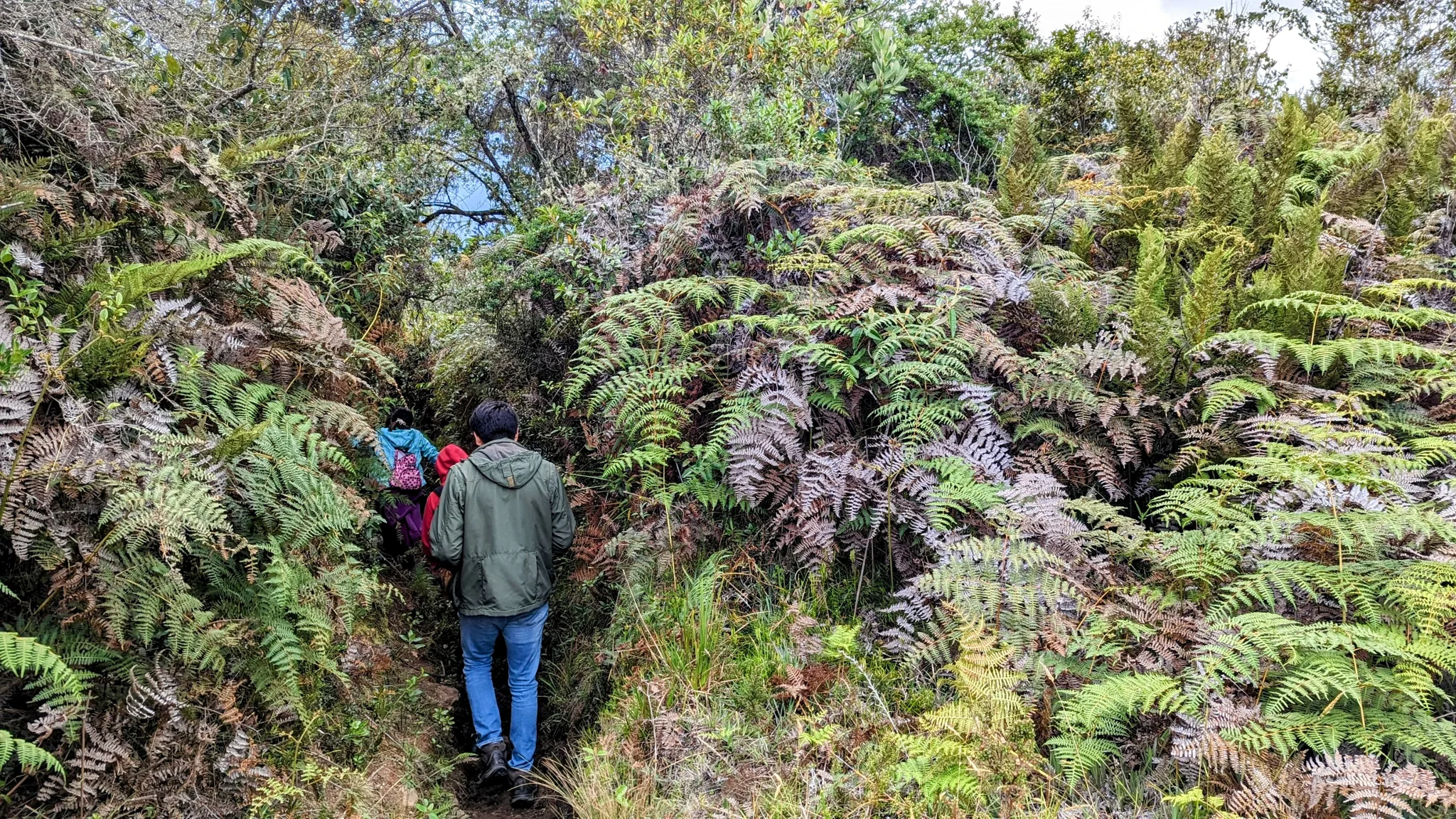Adult person among dense roadside plants. Finer identification remains unconfirmed.