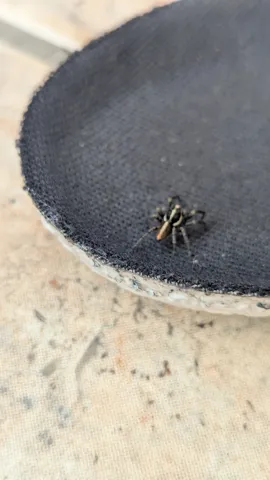 Small insect on pale surface. Finer identification remains unconfirmed.