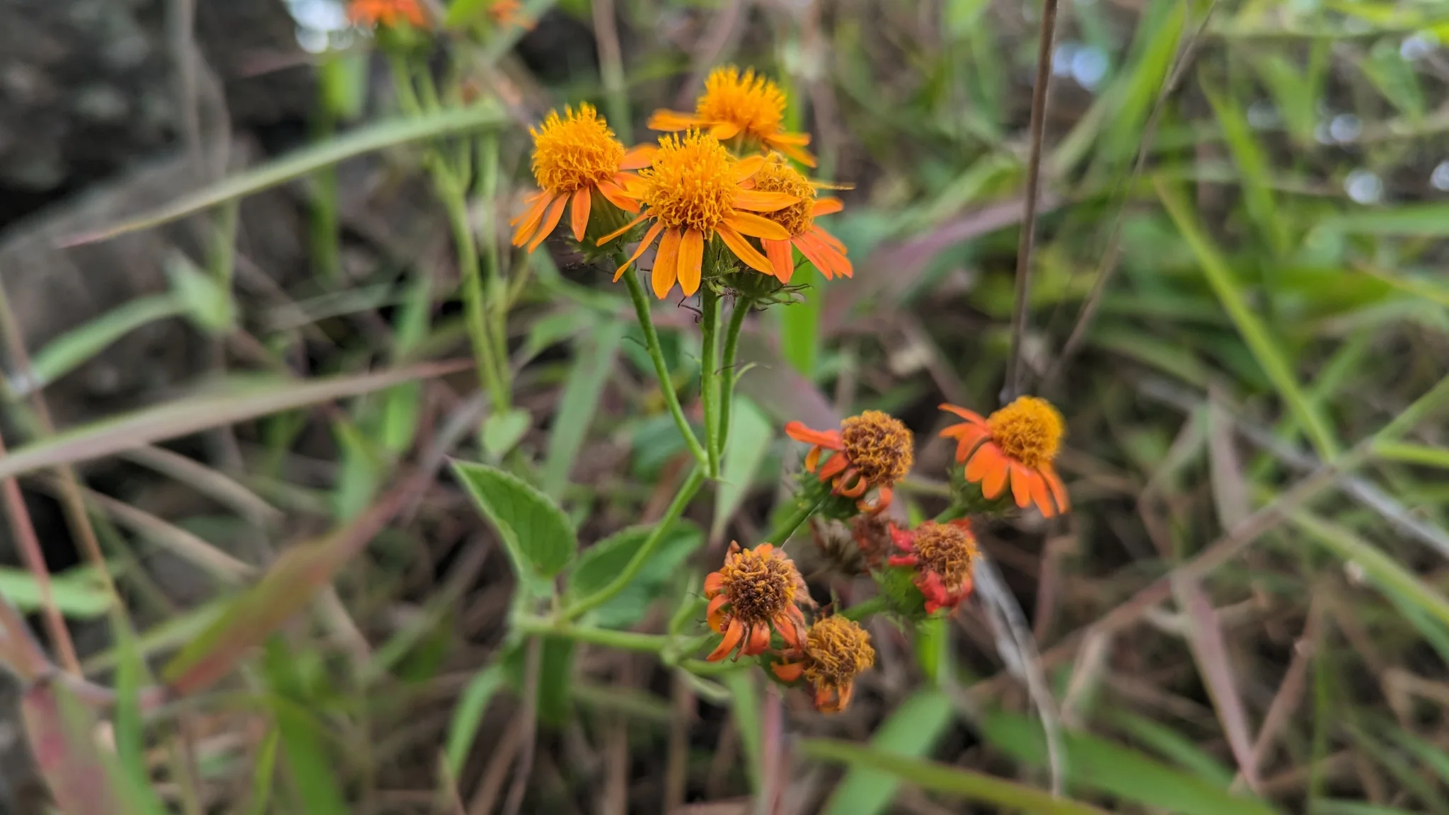 Orange Pseudogynoxys flower heads with raised centres bloom on slender stems among trail-side plants at Yamballa, beside toothed leaves and older brown flower heads.