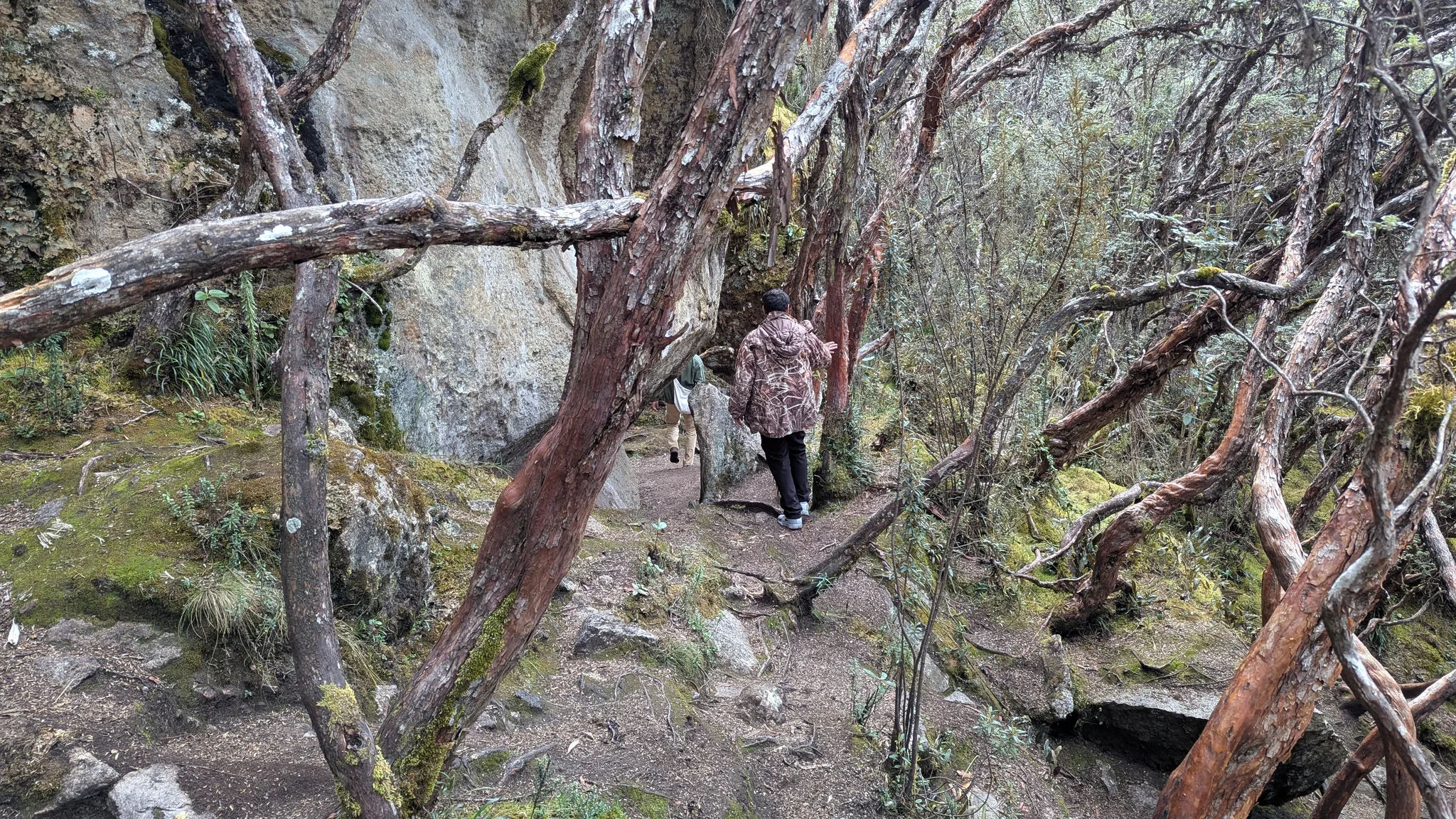 Walking beneath twisted highland trees