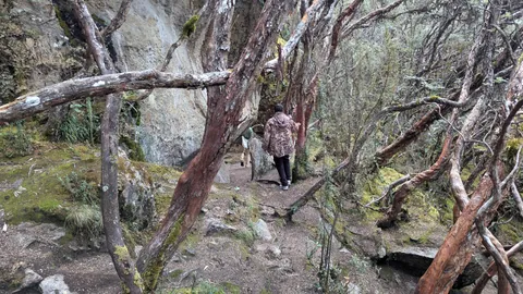 Walking beneath twisted highland trees
