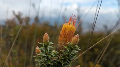 Orange flower heads and pointed leaves
