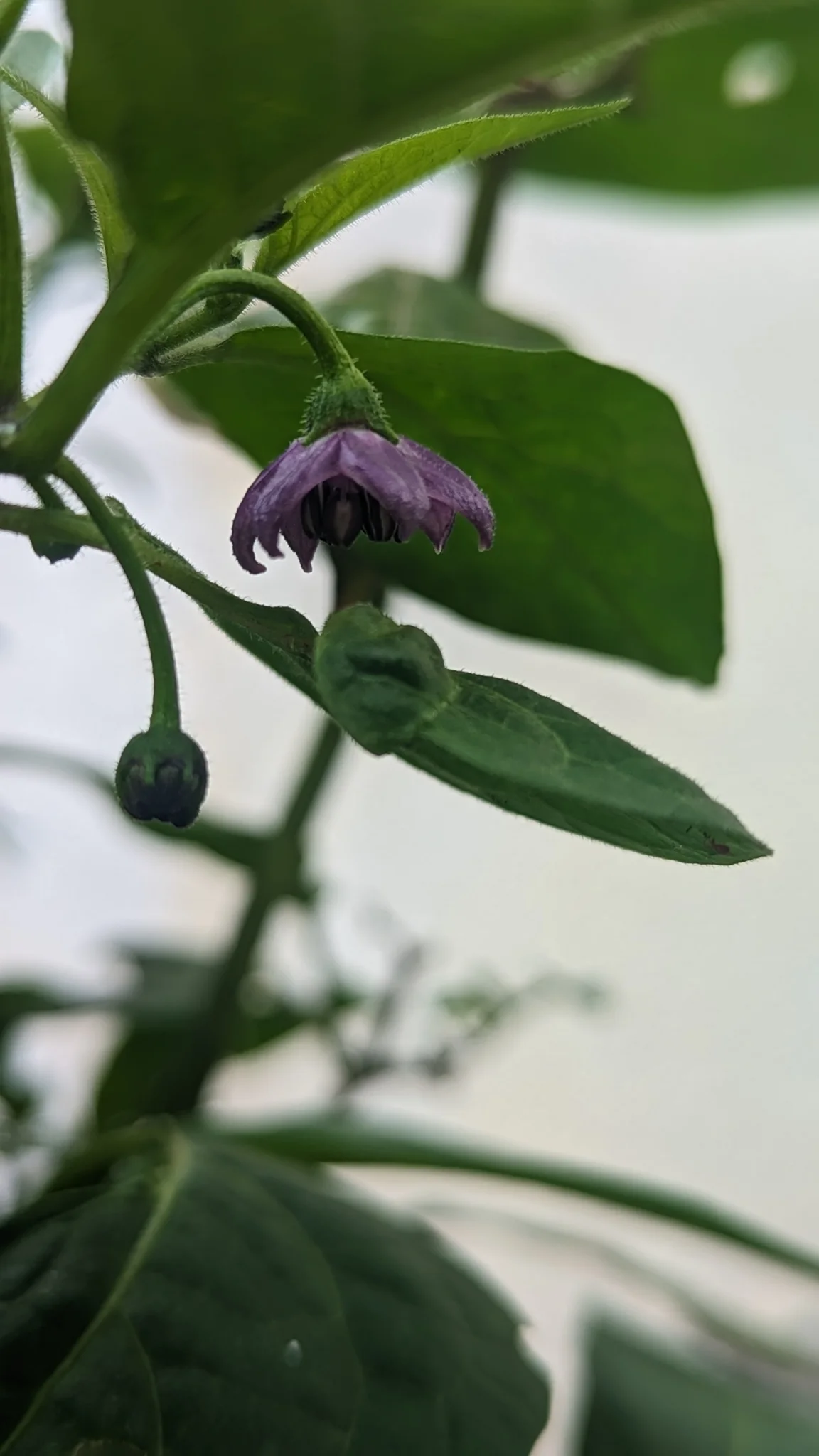 Small purple flower on vine. Finer identification remains unconfirmed.