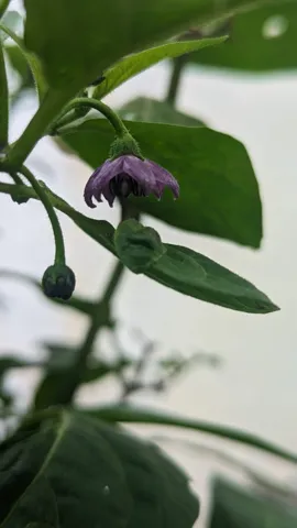 Small purple flower on vine. Finer identification remains unconfirmed.