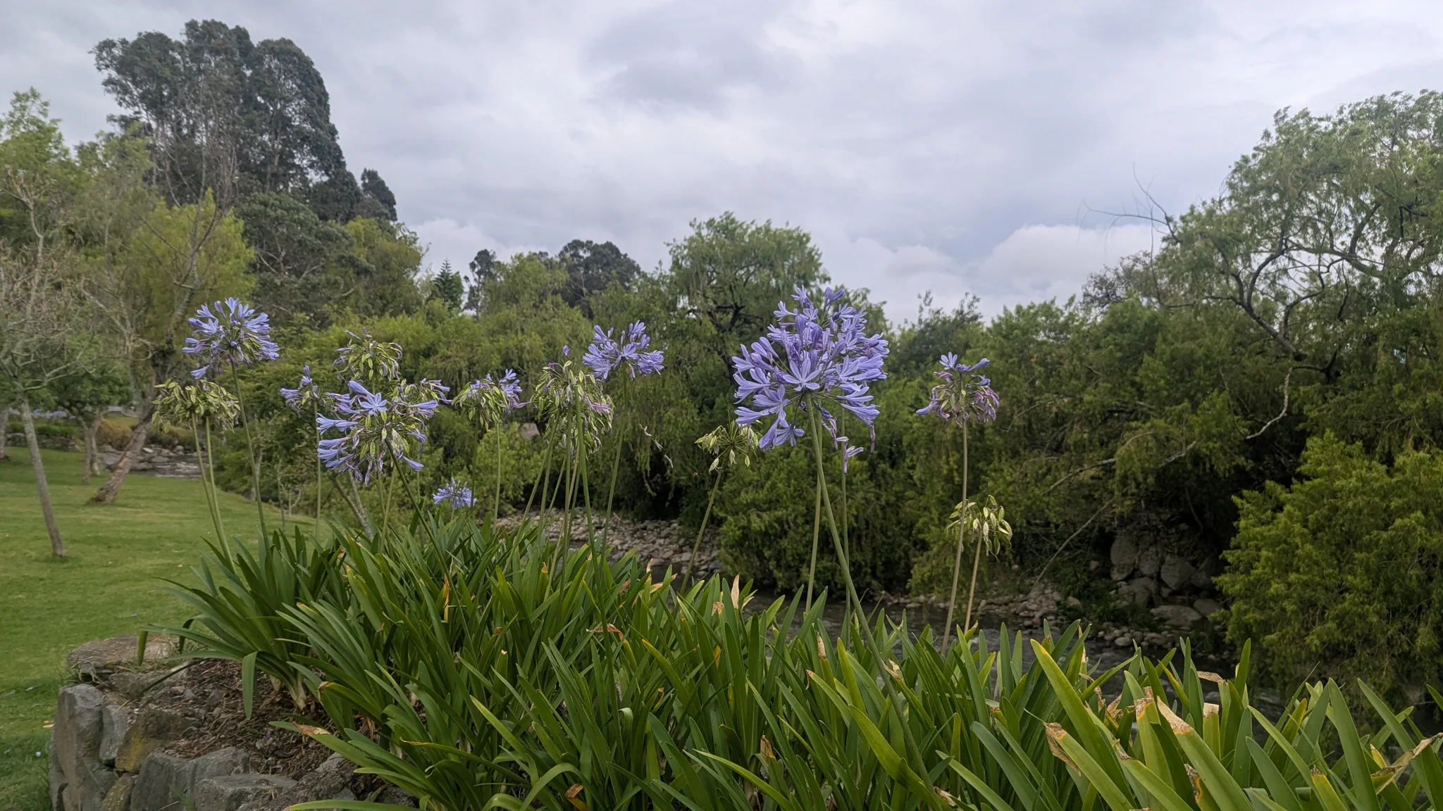 Blue Agapanthus flowers form rounded umbels on tall leafless stalks above dense strap-shaped leaves in a garden.