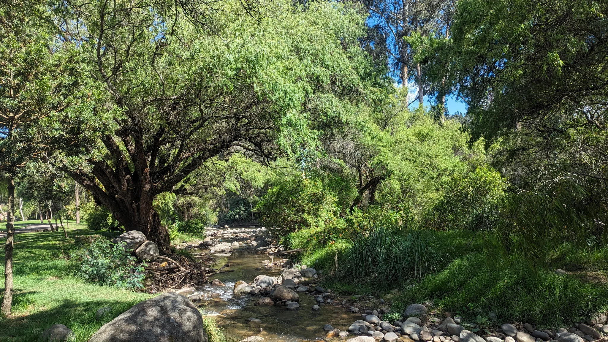 A shaded stream beneath spreading trees