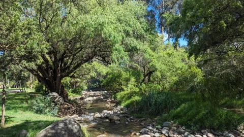 A shaded stream beneath spreading trees