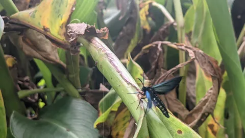 Blue insect among leaves. Finer identification remains unconfirmed.