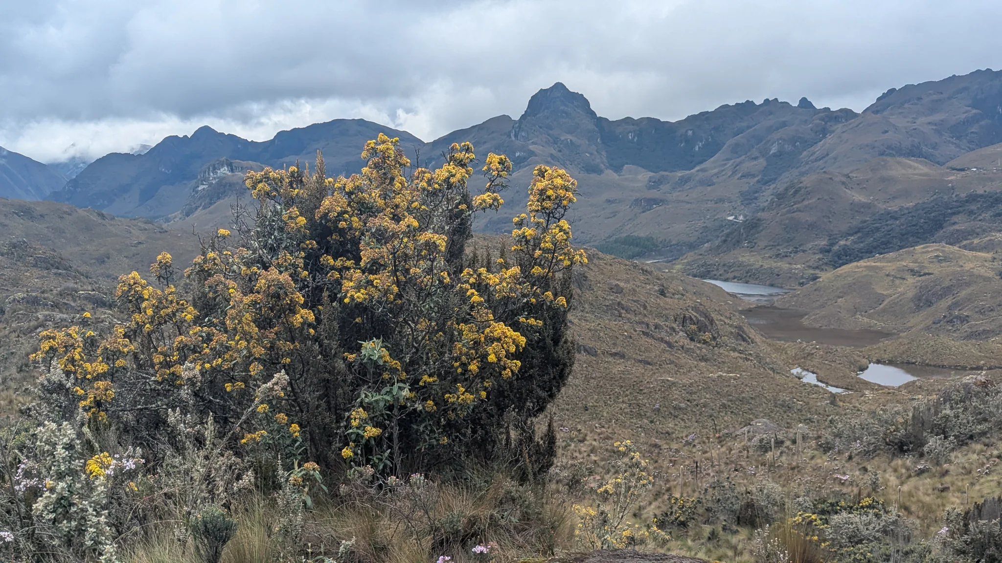 Yellow shrub above a lake-studded basin. The water body is not securely named.