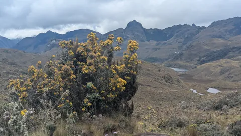 Yellow shrub above a lake-studded basin. The water body is not securely named.