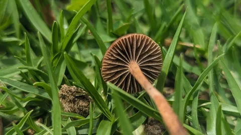 Brown mushroom cap among grass. Finer identification remains unconfirmed.