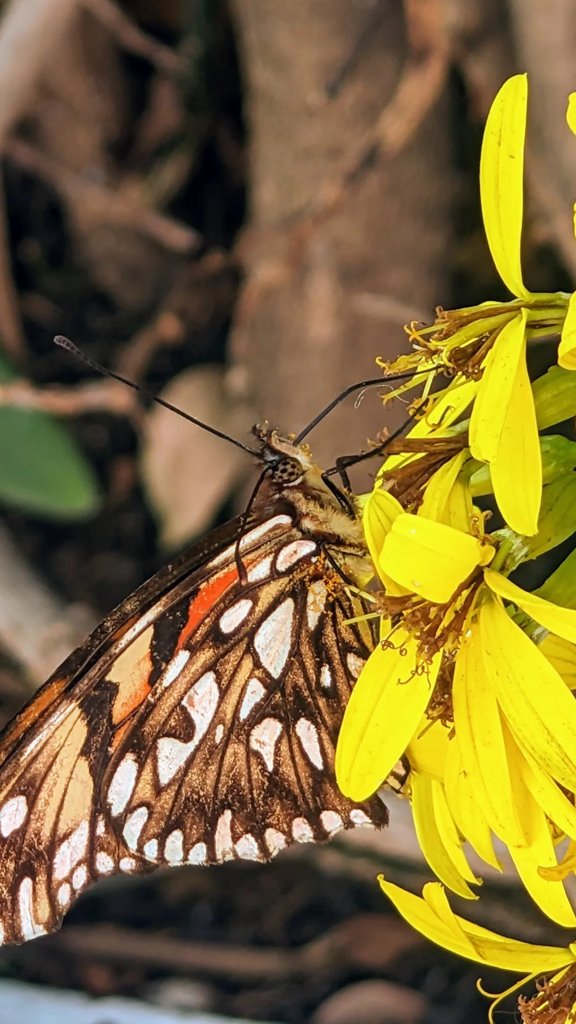 Butterfly on yellow flowers. Finer identification remains unconfirmed.