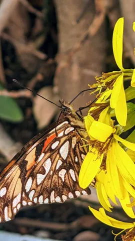 Butterfly on yellow flowers. Finer identification remains unconfirmed.