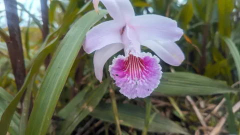 A large pale pink Sobralia orchid flower opens among pleated green leaves, with a broad frilled lip marked by darker pink stripes.