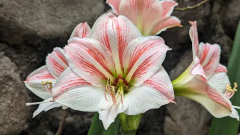 Pink striped lily flower. Finer identification remains unconfirmed.
