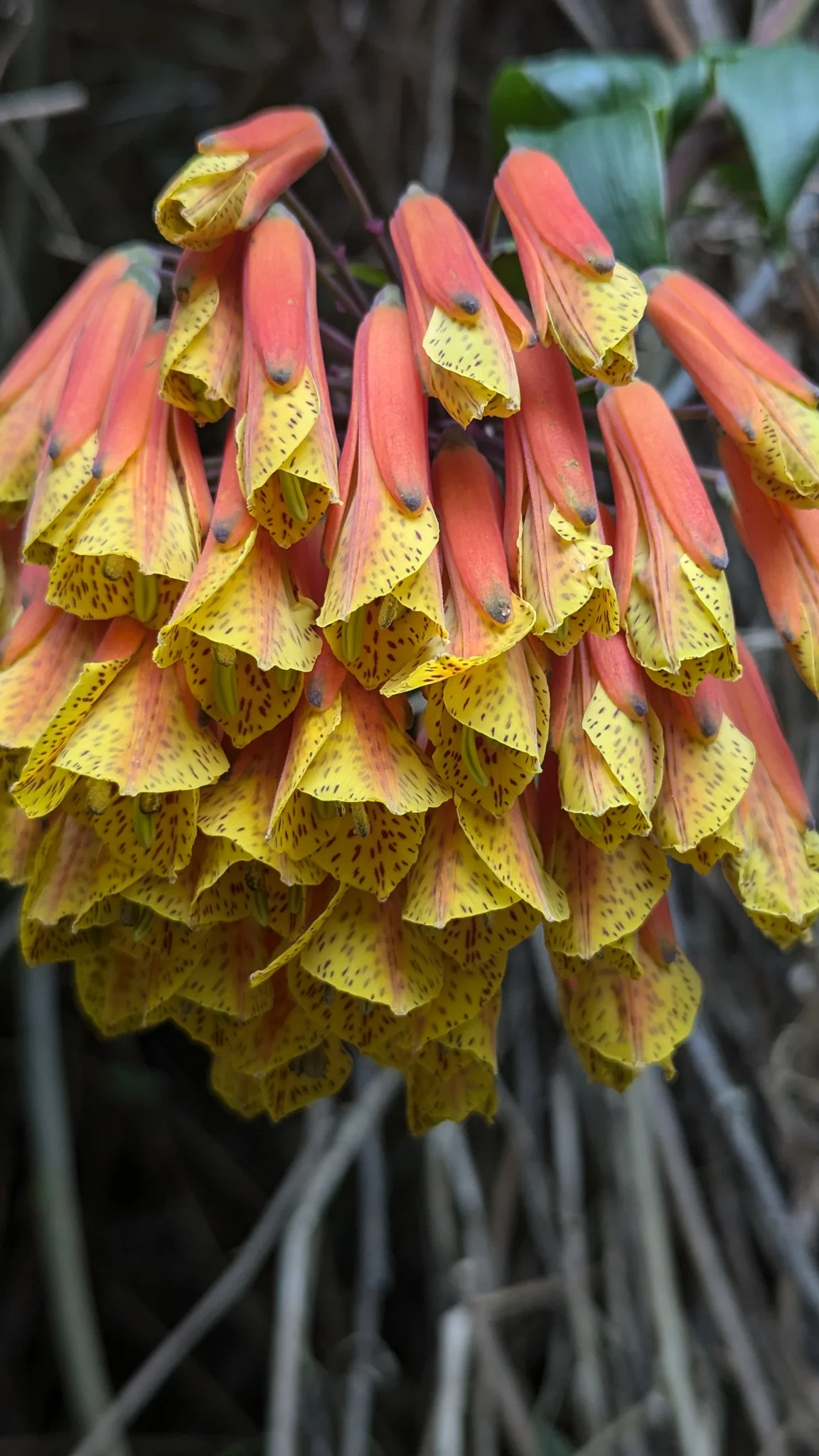 Hanging cluster of yellow and pink flowers. Finer identification remains unconfirmed.