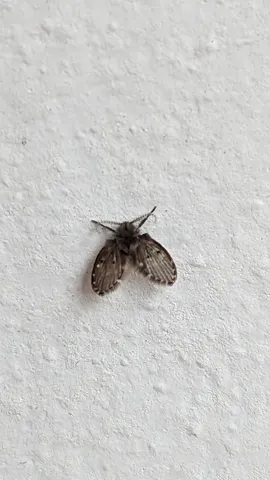 Small moth-like insect on a wall. Finer identification remains unconfirmed.