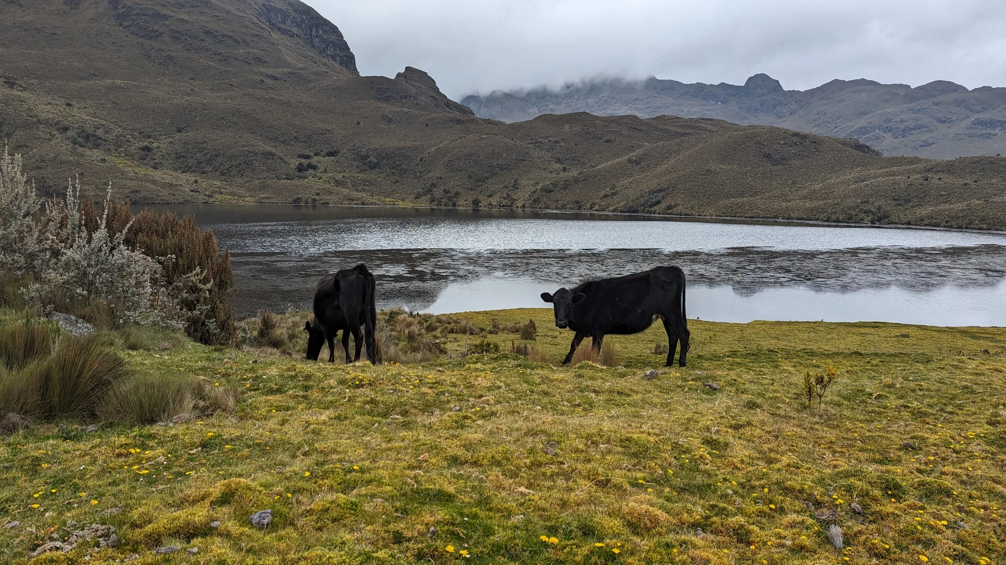 Cattle grazing beside an alpine lake.