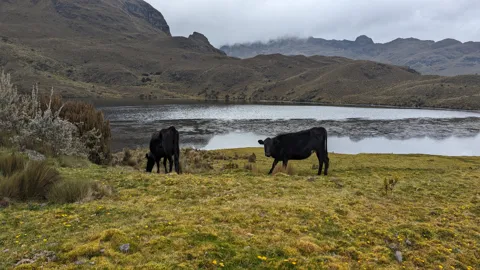 Cattle grazing beside an alpine lake.