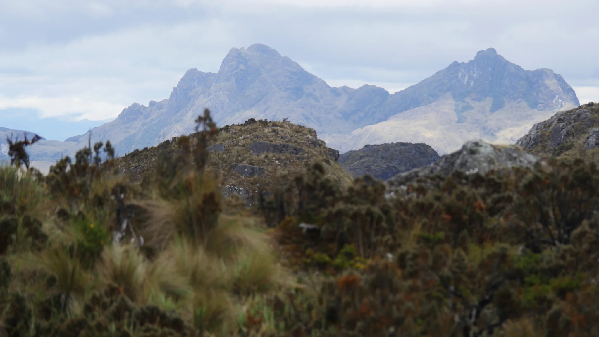 Distant pinnacles beyond the shrubs