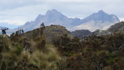 Distant pinnacles beyond the shrubs