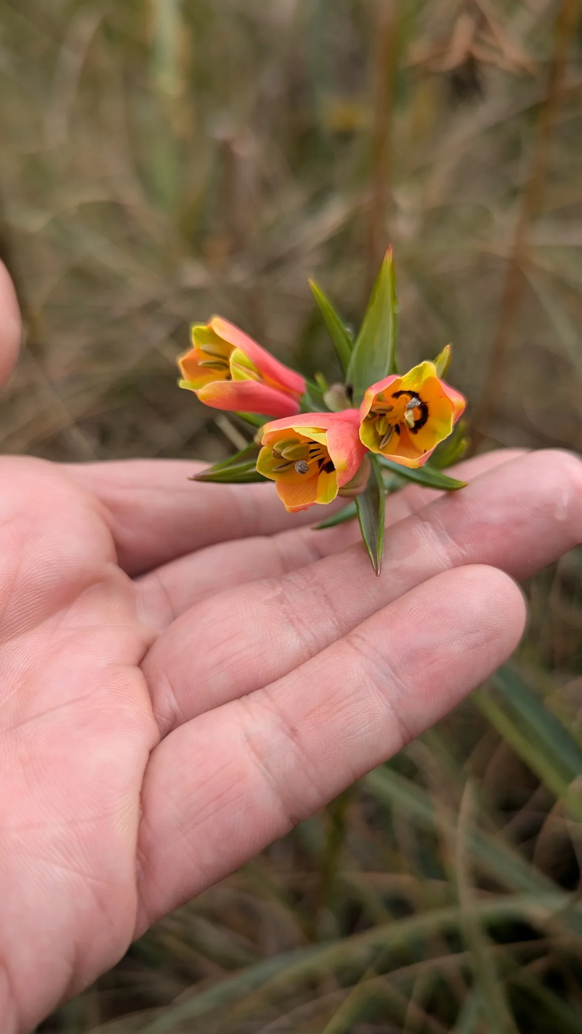 Pink-and-yellow flowers with dark throat markings. Finer identification remains unconfirmed.