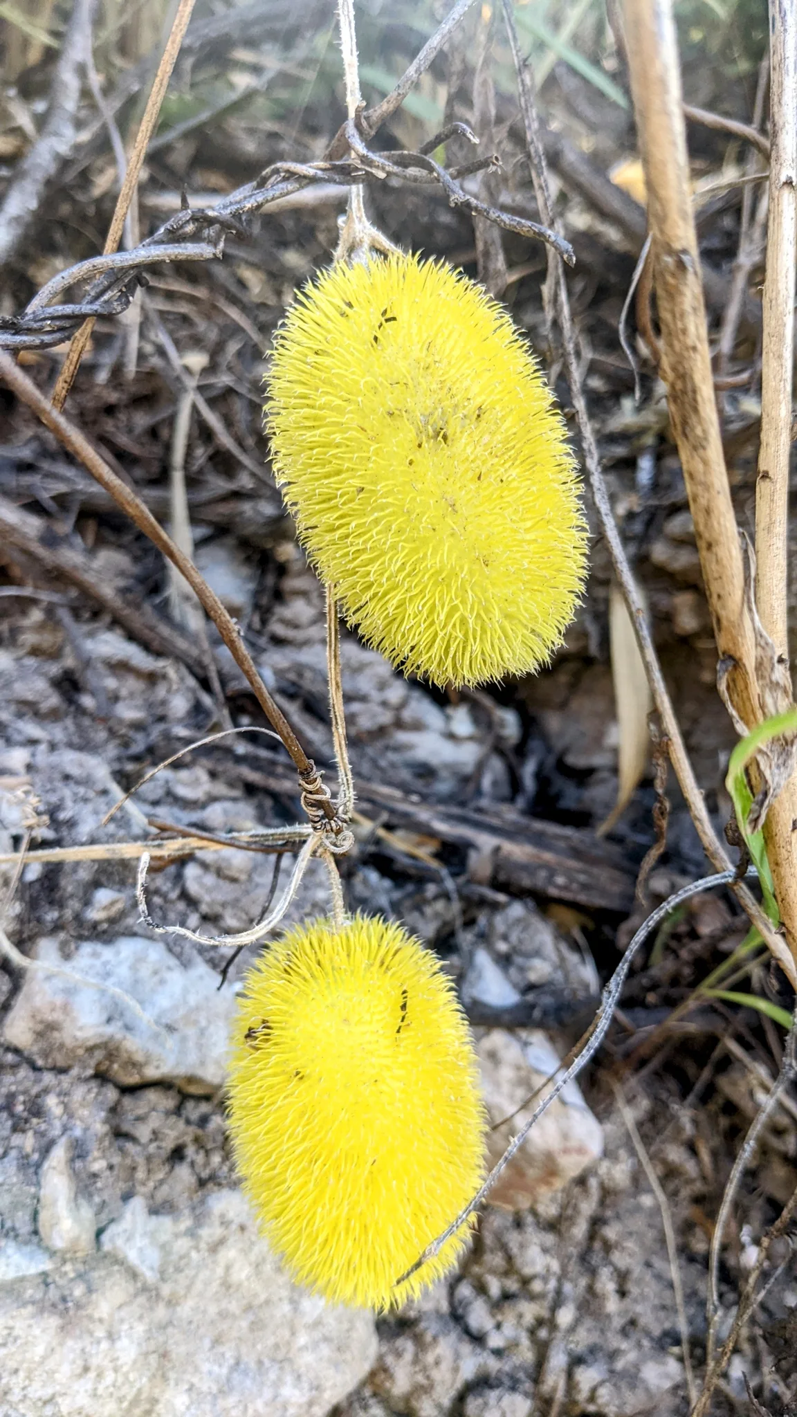 Ripe yellow Cucumis dipsaceus fruits hang from a tendrilled vine, their oval surfaces densely covered in soft bristles.