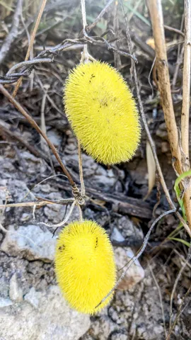 Ripe yellow Cucumis dipsaceus fruits hang from a tendrilled vine, their oval surfaces densely covered in soft bristles.