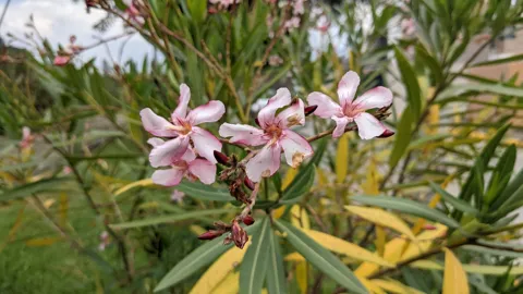 Pink flowers on leafy branches. Finer identification remains unconfirmed.