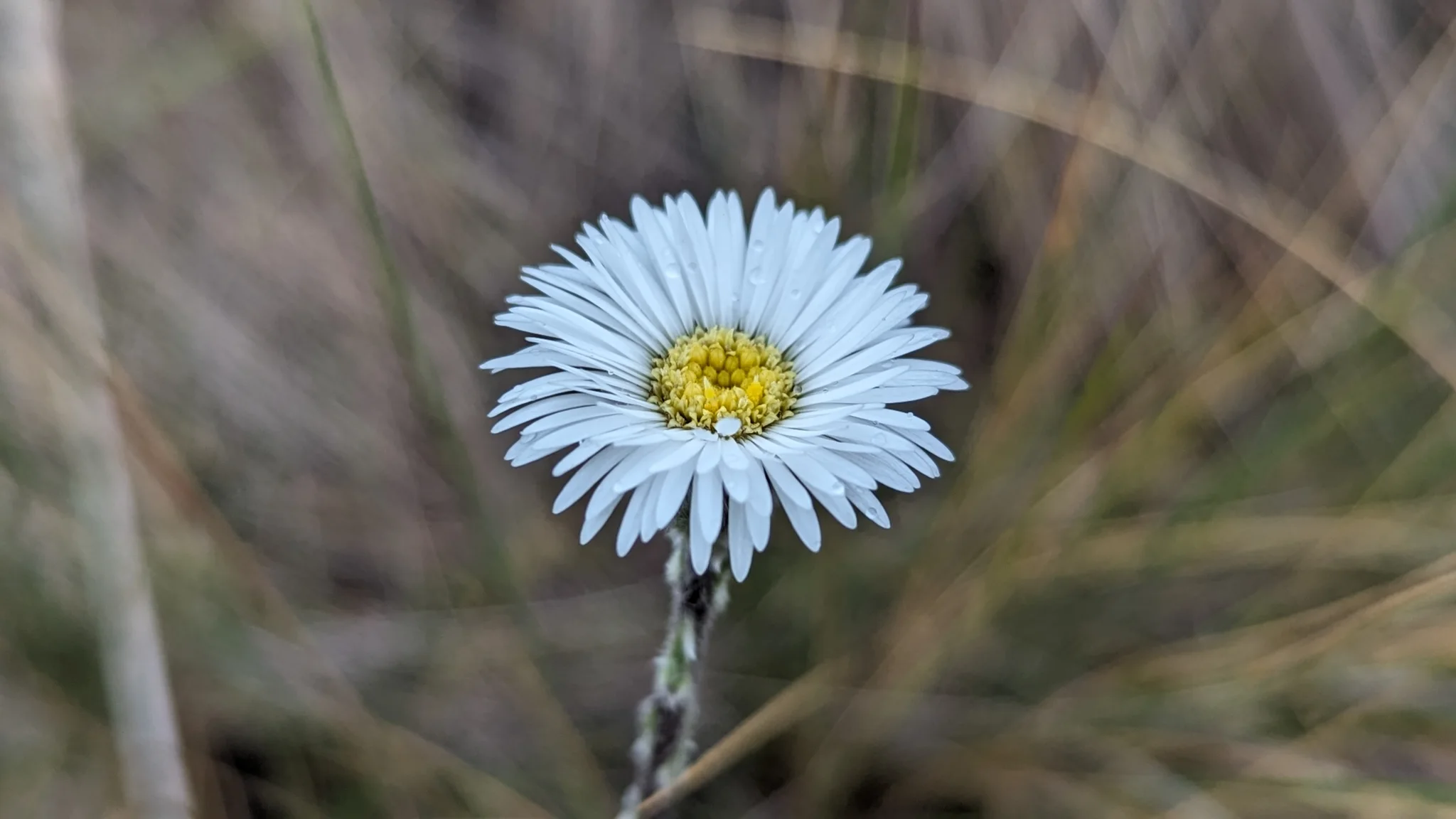 An Oritrophium head shows numerous fine white ray florets around a yellow disc atop a woolly stalk.