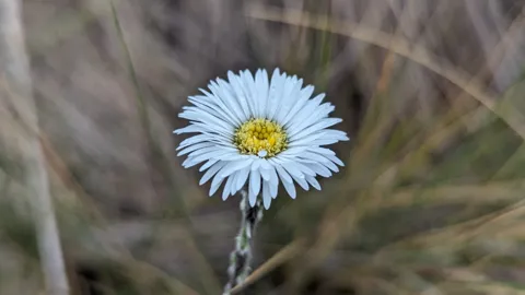 An Oritrophium head shows numerous fine white ray florets around a yellow disc atop a woolly stalk.