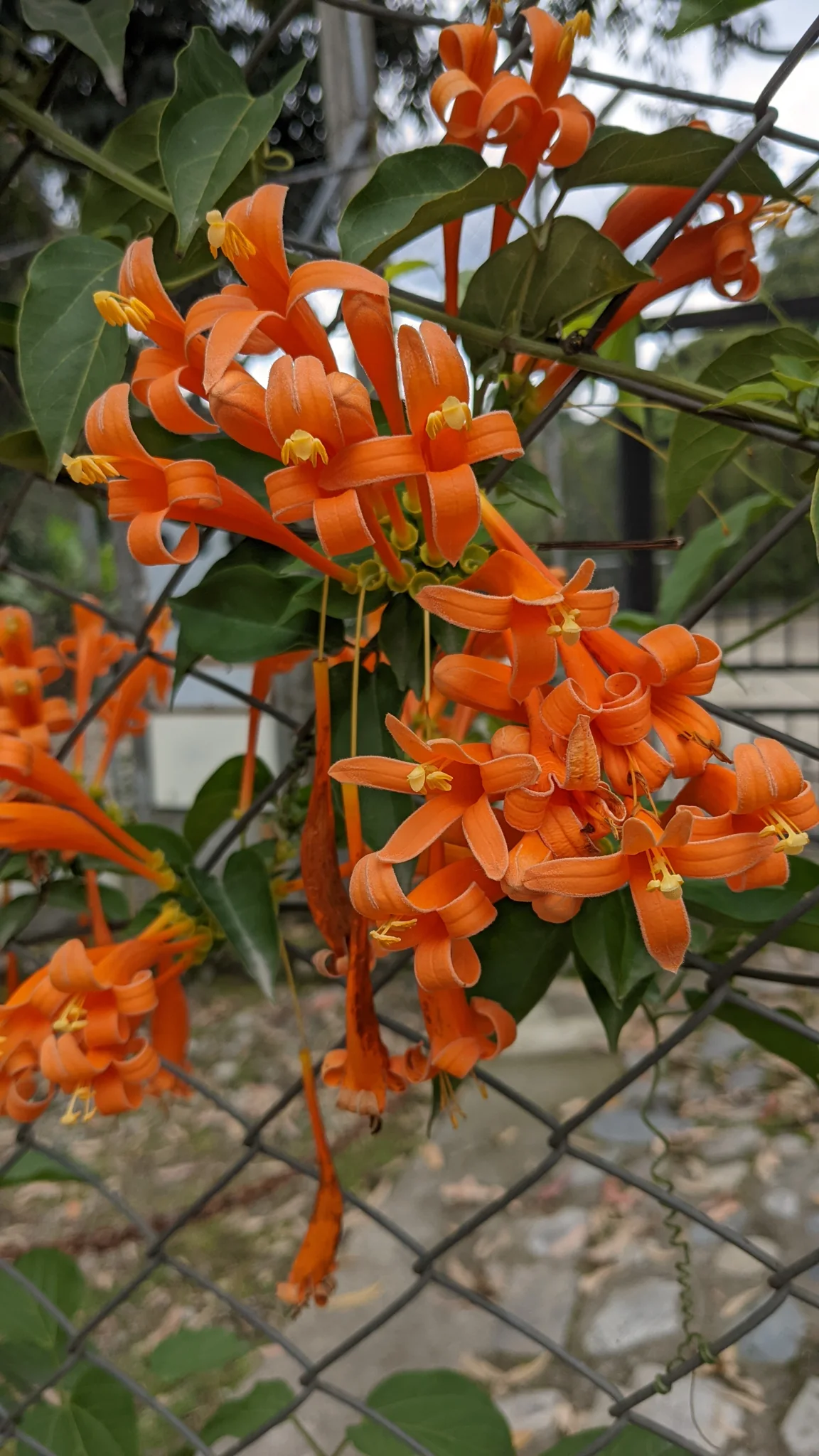 Clusters of orange tubular Pyrostegia flowers with backward-curving tips bloom on a leafy climbing vine against a softly blurred background.